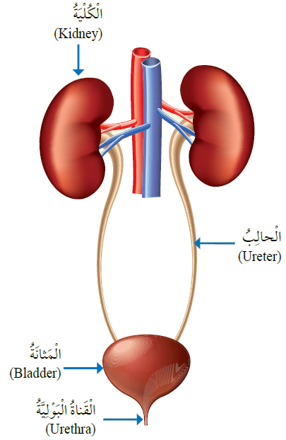 الجهاز البولي في الإنسان